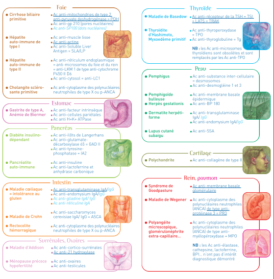 analyse des auto-anticorps | LIAB